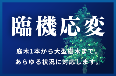 臨機応変 庭木1本から大型樹木まで。あらゆる状況に対応します。